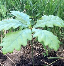 native tree seedling australia native tree seedling australia