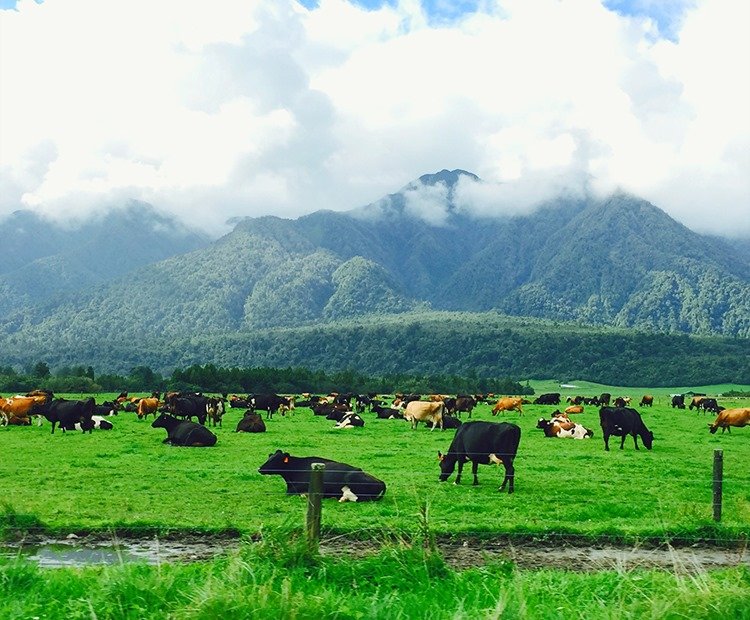 THE LARGEST DAIRY EXPORTER IN THE WORLD