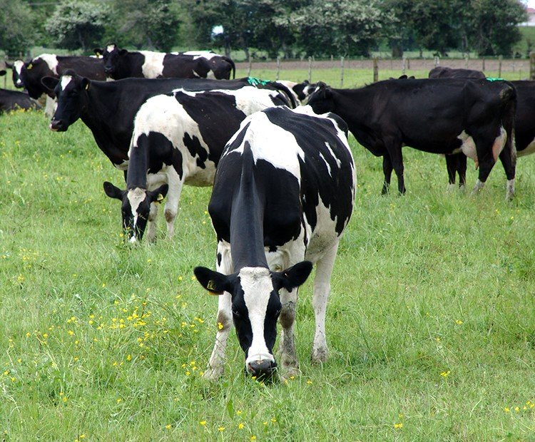 DAIRY COWS ARE GRASS FED, NOT FACTORY FARMED