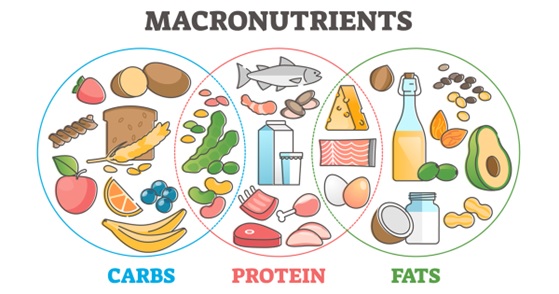 carbohydrate, protein, fat foods diagram stock image