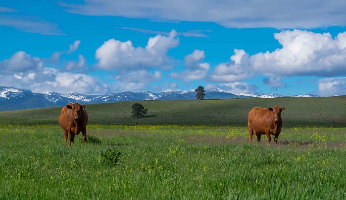beef cows on natural pasture