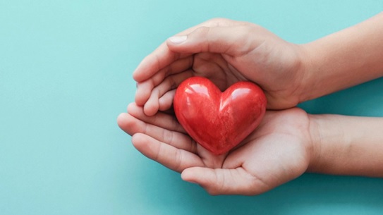 person holding a love apple with two hands stock image