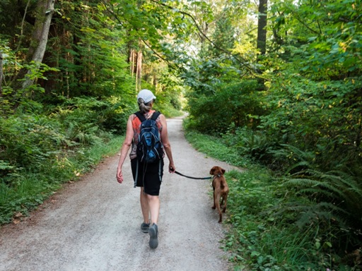 woman walking dog through forest stock image