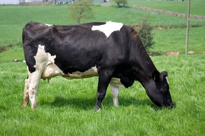 dairy cow eating grass in pasture
