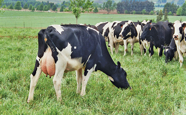 group of cows eating green grass