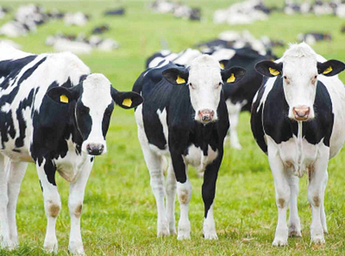 dairy cows on green pasture