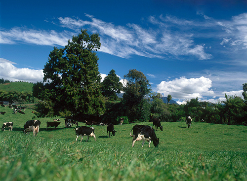 natural pasture fed cows