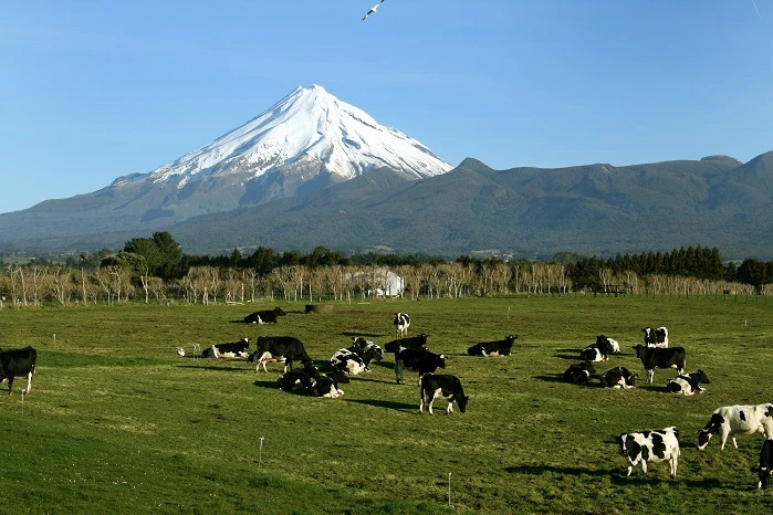 dairy cows on grass mountain background