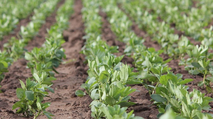 small faba bean plants in field