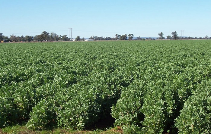 faba bean plants growing