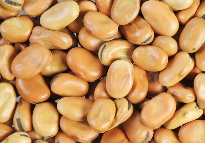 faba beans