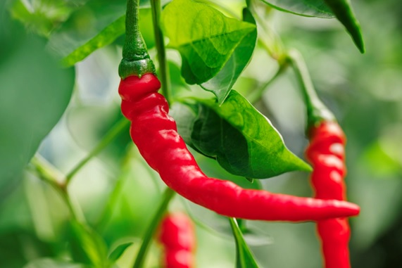 red peppers on a plant stock image