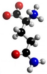 glutamine molecule diagram