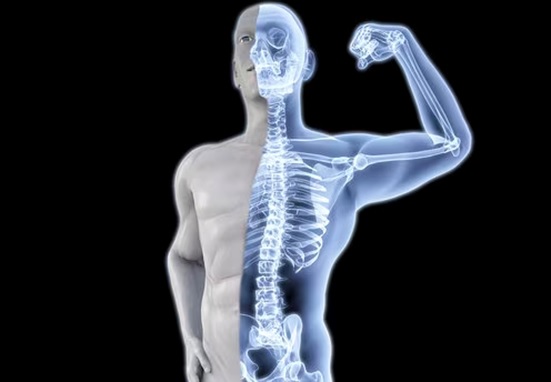 skin and bone diagram for a man stock image