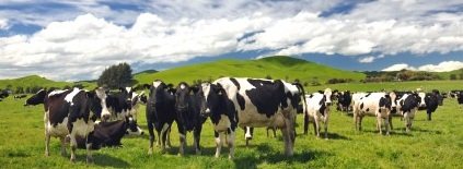 grass fed dairy cows in a natural environment