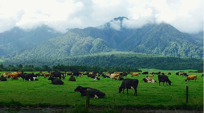 dairy cows on natural pasture