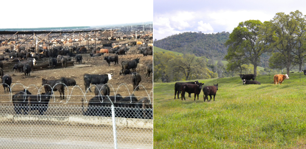 pasture vs feedlot dairy farm