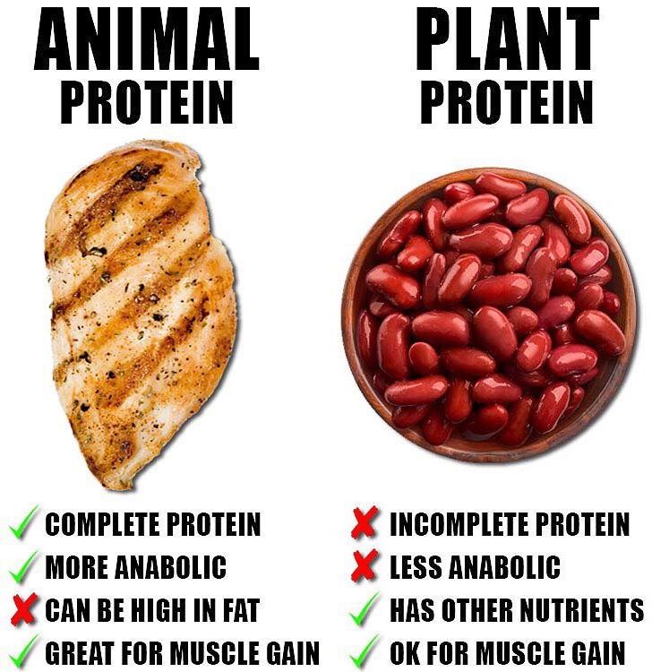 Plant Vs Animal 