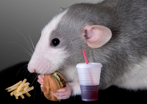 rodent eating fast food