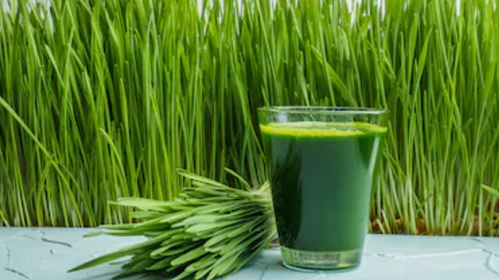 wheatgrass and cup 